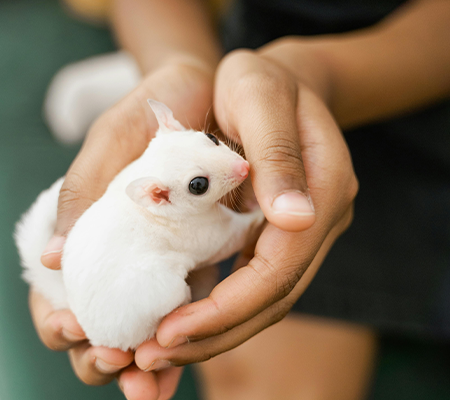 img-hamster-in-hands.png